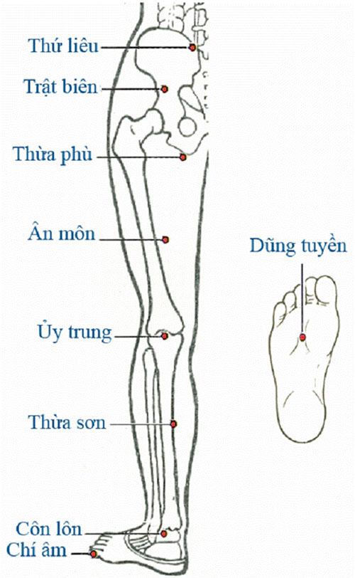 HUYỆT VÙNG CHÂN (MẶT SAU NGOÀI) Tranh châm cứu do bộ y tế ban hành