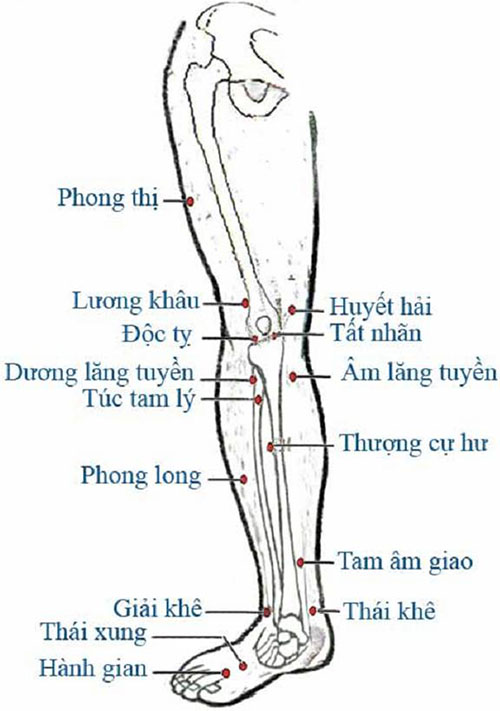 HUYỆT VÙNG CHÂN (MẶT TRƯỚC TRONG) Tranh châm cứu do bộ y tế ban hành