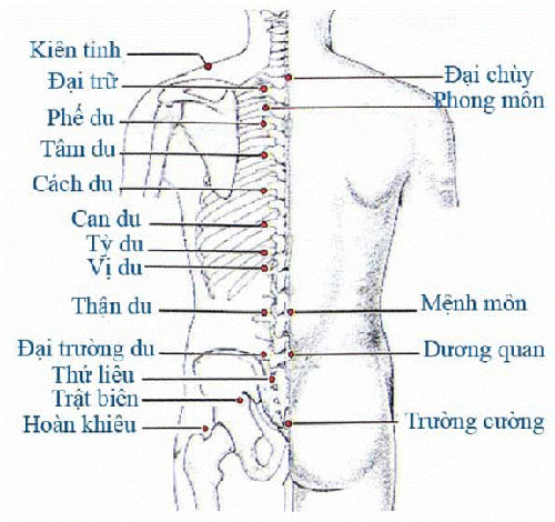 HUYỆT VÙNG LƯNG - MÔNG Tranh châm cứu do bộ y tế ban hành