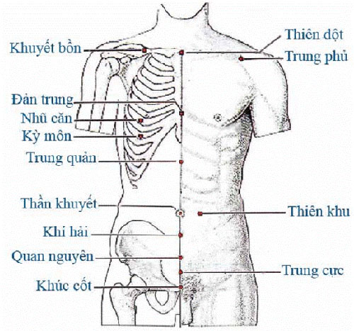 HUYỆT VÙNG NGỰC - BỤNG Tranh châm cứu do bộ y tế ban hành