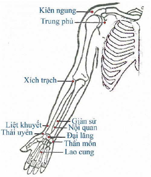 HUYỆT VÙNG TAY (MẶT TRƯỚC TRONG) Tranh châm cứu do bộ y tế ban hành