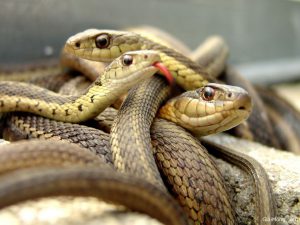 rắn